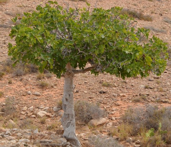 Bertobat dan berbuah: atasi kemandulan spiritual